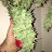 @Edward-THC