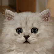 もふもふモルン