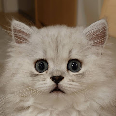 もふもふモルンアイコン画像
