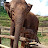 Elephant Family น้องจูเนียร์