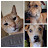 @4dluvofpets