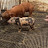 @MORGAN2FARMS Avatar
