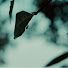 YD4titJ9h-Y-channel-avatar-Bobo
