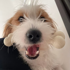 ちくわのあな Chikuwa,Jack Russell Terrier together