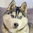 --WSGYiHicc-channel-avatar-North The Husky