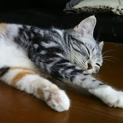 つきあかり