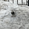 Автор