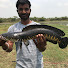 AdzG_szGpa4-channel-avatar-Tamil Snakehead Angler