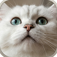 FunnyCAT-JAPAN