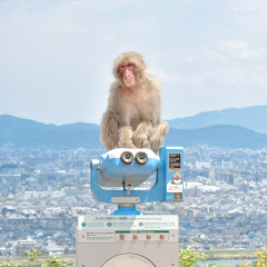 【公式】嵐山モンキーパークライブ配信 の画像