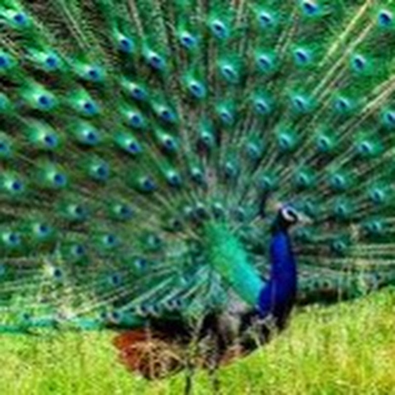 Steve Peacock