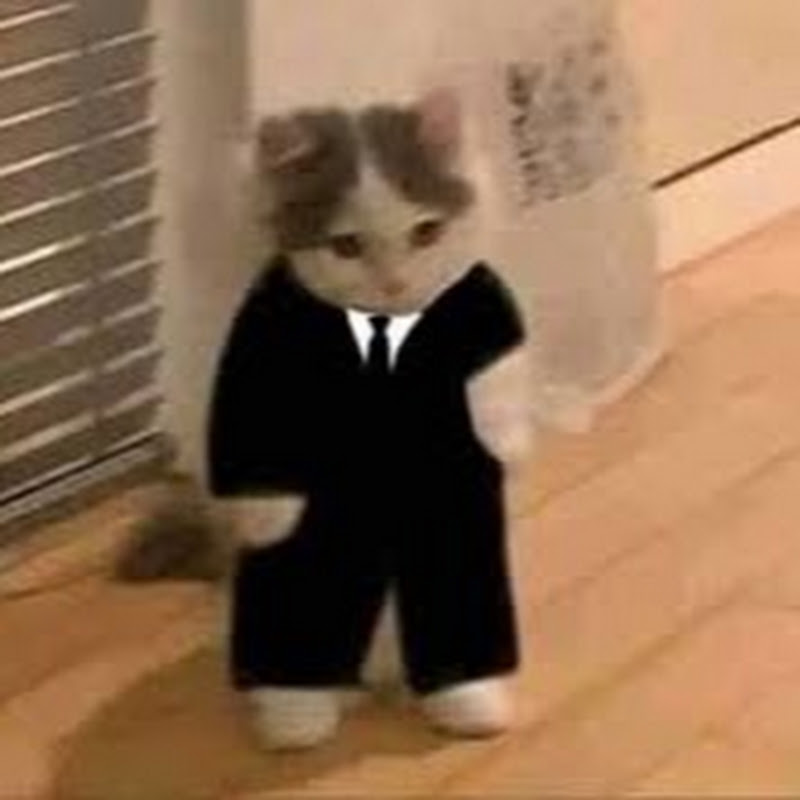 Gato Elegante