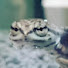 BewSzHEE5UY-channel-avatar-〜TurtleMan〜