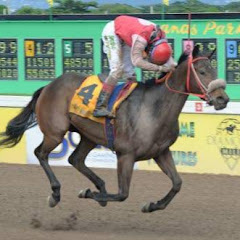 Horse Racing Jamaica