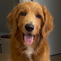 골든두들우디_goldendoodlewoody