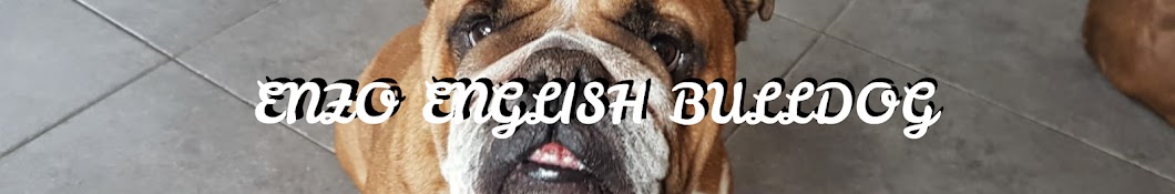 Enzo English Bulldog YouTube 频道头像