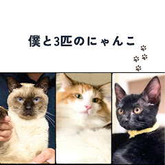 僕と3匹のにゃんこ【Mophy&Spica&Laca】