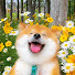4GIOZ_CAquU-channel-avatar-Dogs can fly 