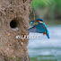 UphWpXfzjmo-channel-avatar-Wildbirds