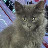 @Chubbibunni81 Avatar