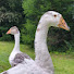 gWrNz-AZL8s-channel-avatar-Drew & Lulu