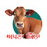 1yR2gM9NZRM-channel-avatar-Apna kitta and Manga Bhadaur