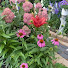 EcaXgemzxo8-channel-avatar-Jardín De Irene