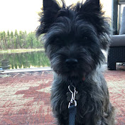 Sprout The Cairn Terrier