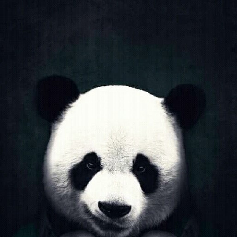 PANDA TV