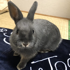 メルちゃん(Rabbits)　アイコン画像