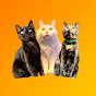3 home cats and many more... logo