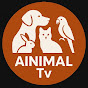 Ainimal Tv logo