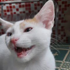 Kikewas