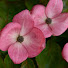 F4l6D54jWkc-channel-avatar-Haizhen's Hut Scotland Channel