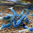 1QQqJNZjgRQ-channel-avatar-Zach’s Shrimp Room