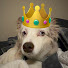 V2l44F2NywE-channel-avatar-TheRebelDog