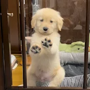 良い犬モンガータ