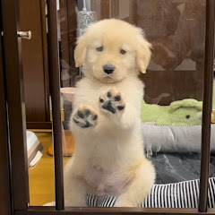 良い犬モンガータ