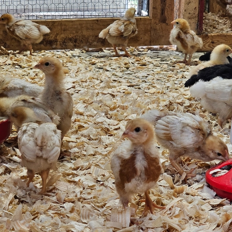 Profile Banner of Crazy Chicken pen