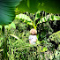 pNbnaqyHDNA-channel-avatar-Stockport_Tropical_Garden