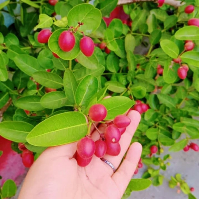 রঙিন প্রজাপতি