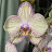 Marcela Orchids
