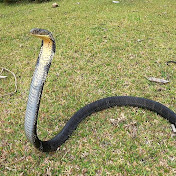 Giant Python Hunters