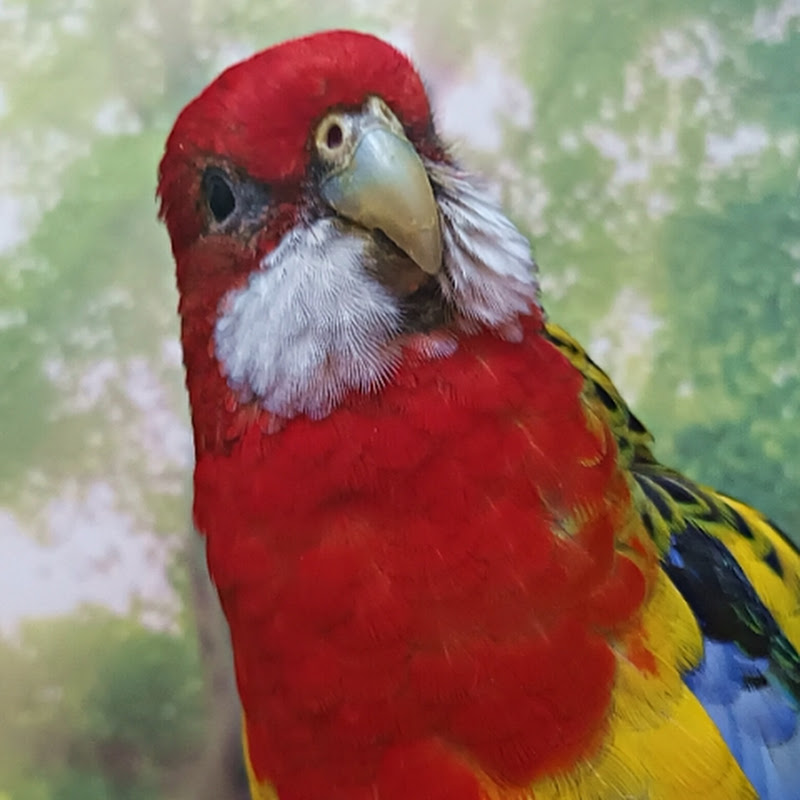 Opal Rosella