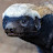 @Epic_Badger69 Avatar
