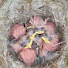 UJnJ5qRwAIM-channel-avatar-WILDLIFE TV Love From Finland 