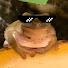 rc7l1RmT0Tc-channel-avatar-IndyDaFrog