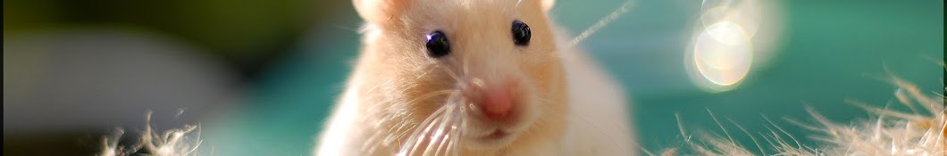A Todo Hamster y mas YouTube kanalı avatarı