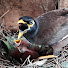 U69oy_4_1Rg-channel-avatar-Birds in Nest