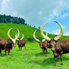 VISIT BIGOGWE